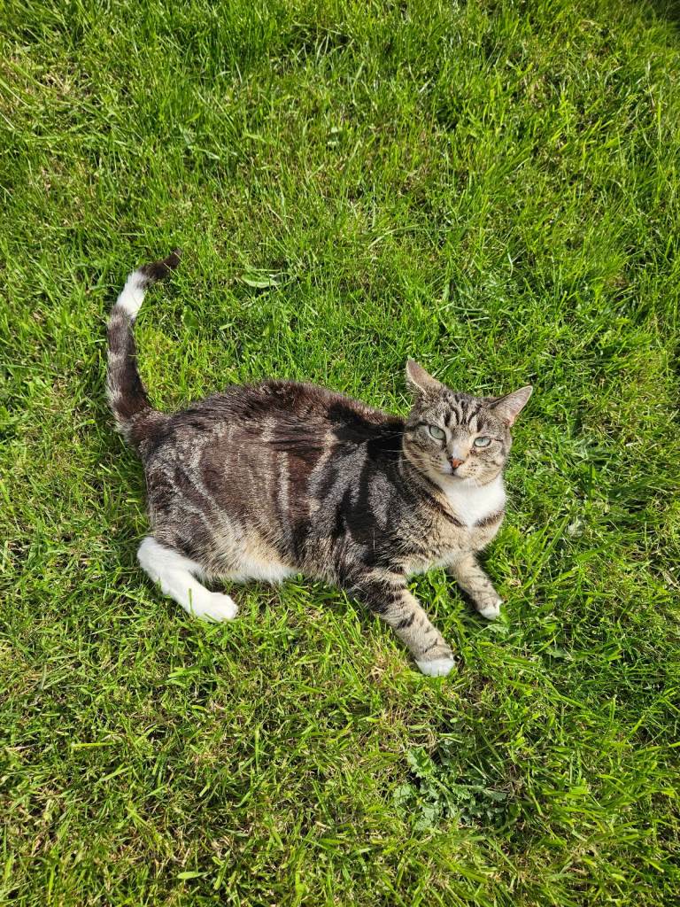 **potential home found** Friendly Female tabby cat looking for a new home