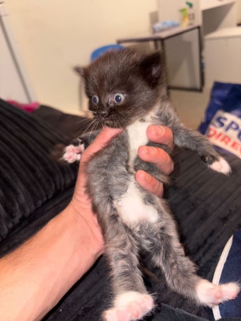 Kittens for sale 