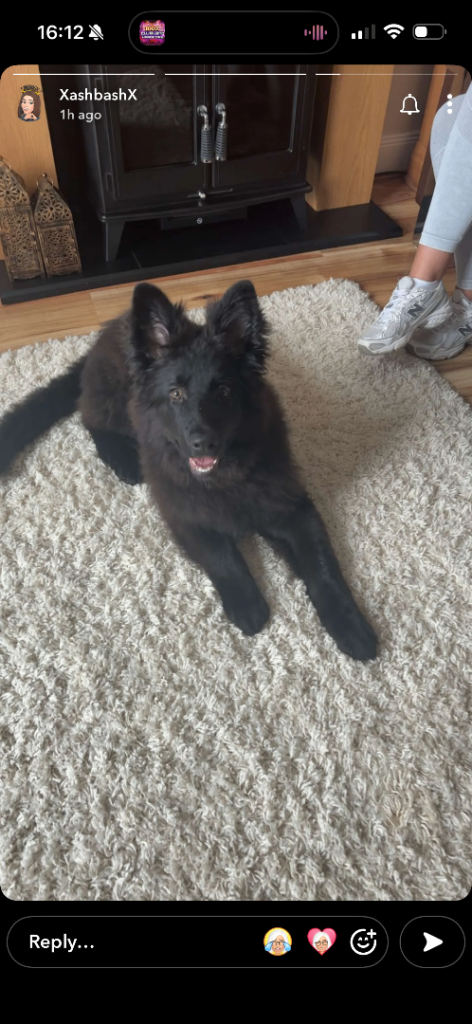 German shepard