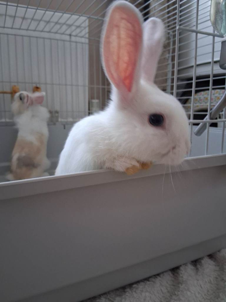 Baby boy bunny for loving home 