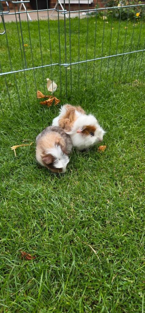 Two male guniea pigs 