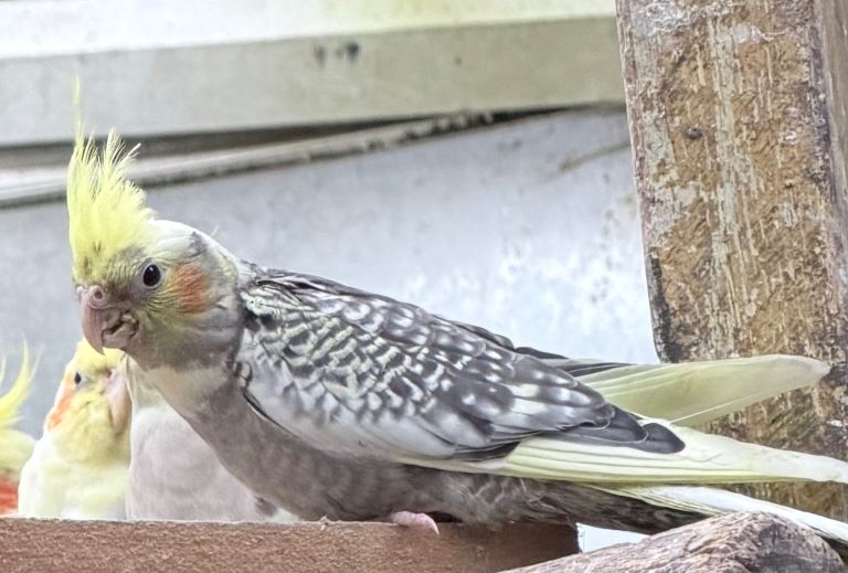 Baby Cockatiels