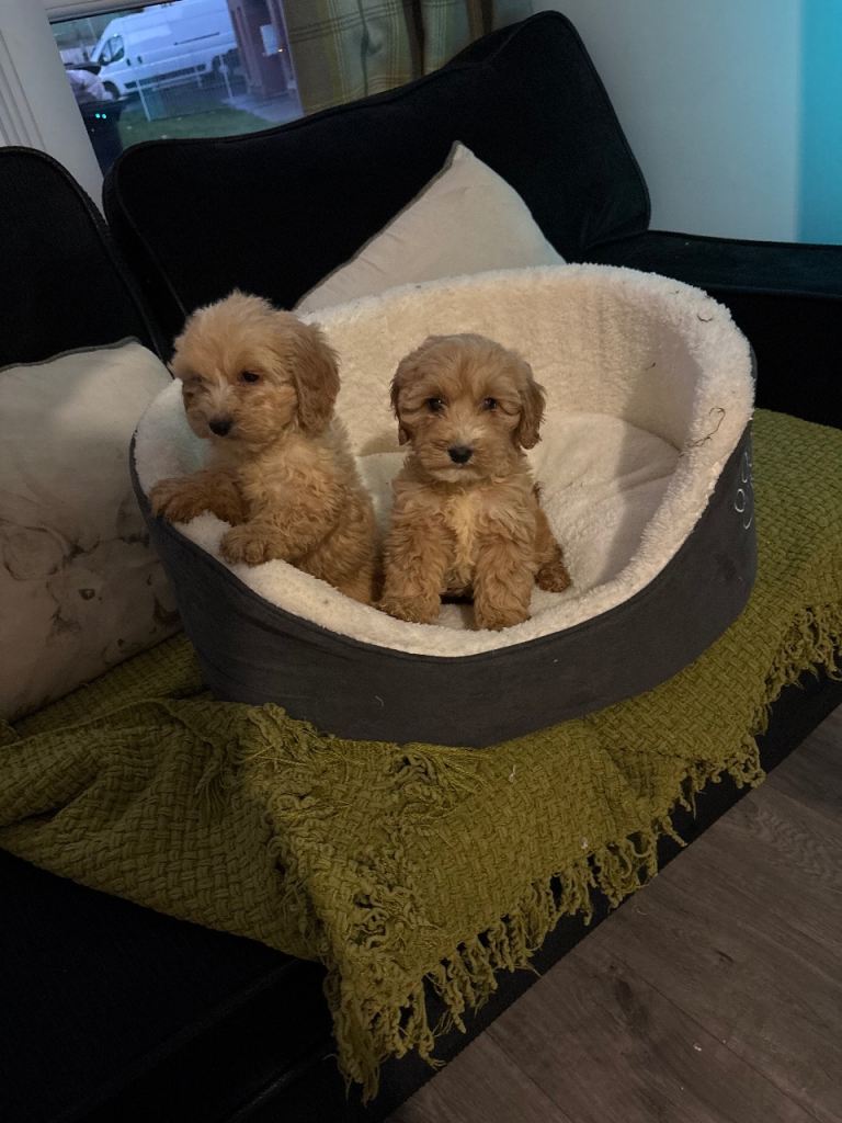 Cockapoo pups