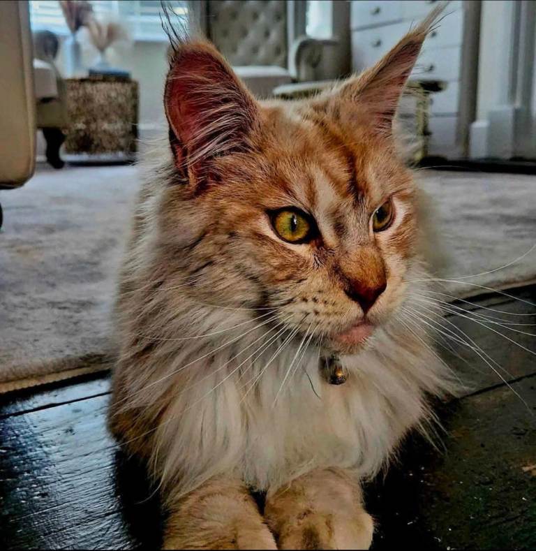 Maine coon for sale