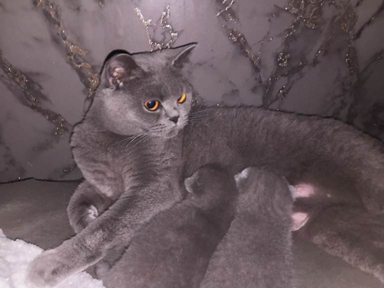 British shorthair kitten