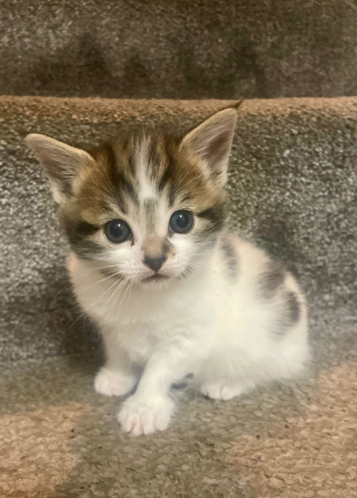 5 Beautiful Kittens For Sale 