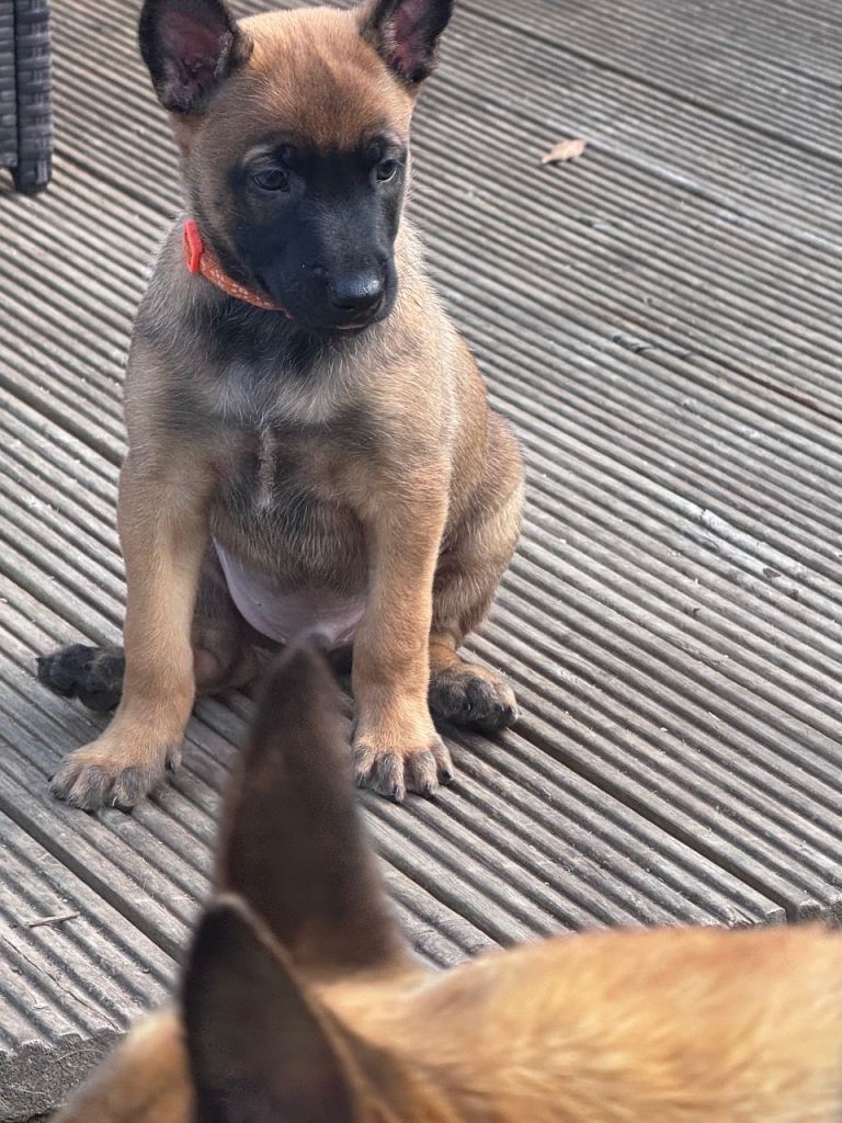 Beautiful Belgian Malinois puppies
