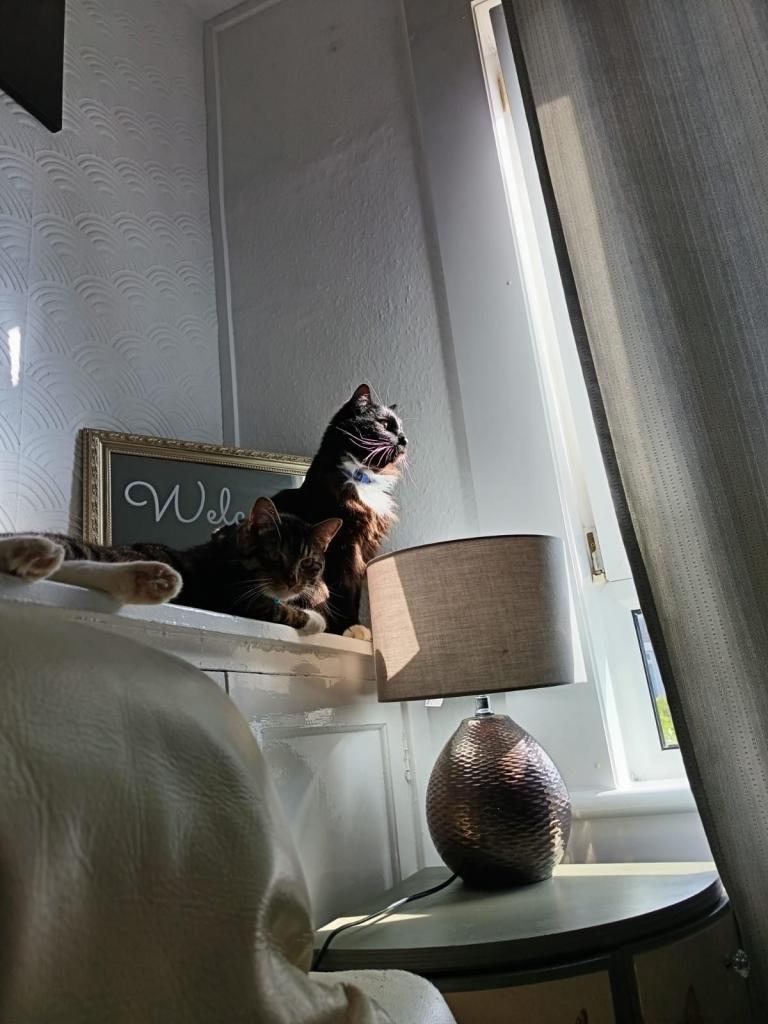 Two male cats for sale 