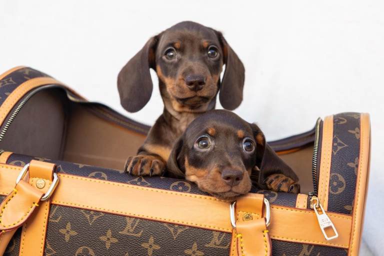 Chocolate & Tan miniature Dachshunds puppies 