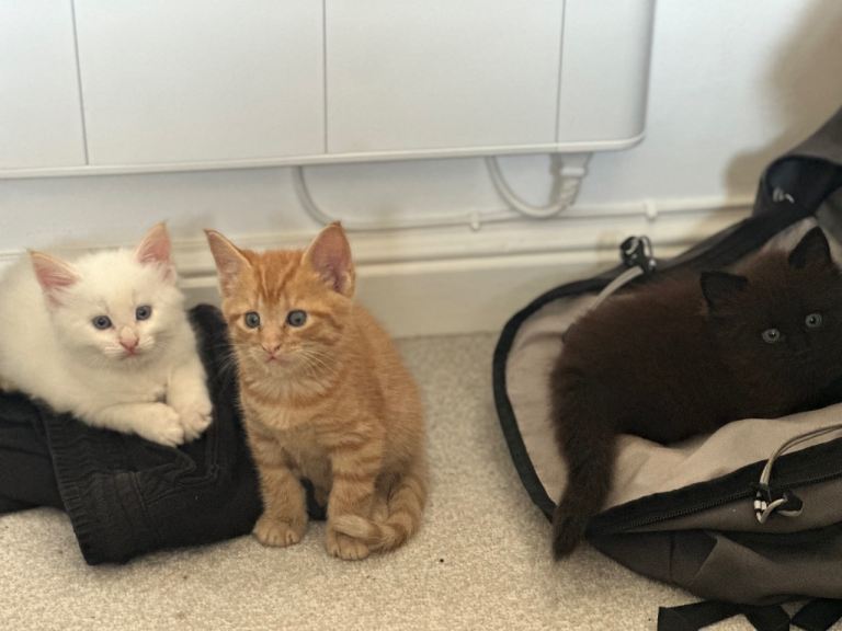 1/2 maine coon x 1/2 British shorthair kittens 