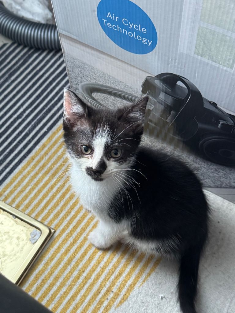 8 Week old Kitten Lenny