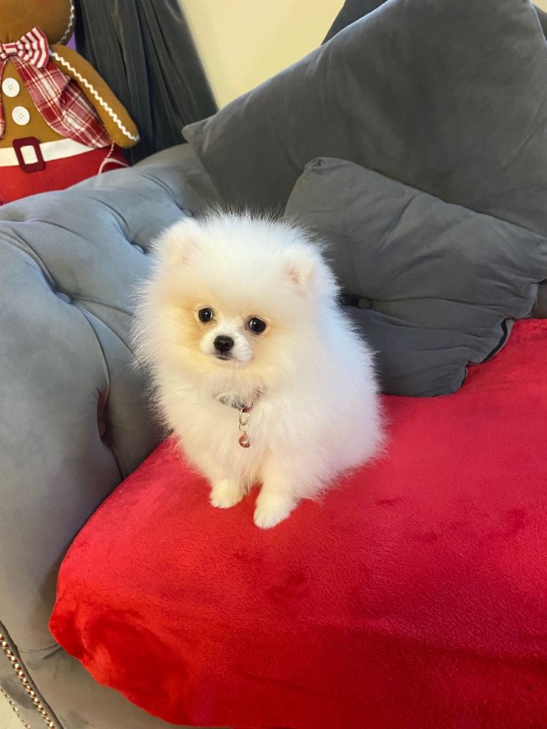 Teddy bear Pomeranian girl 12 weeks old white 