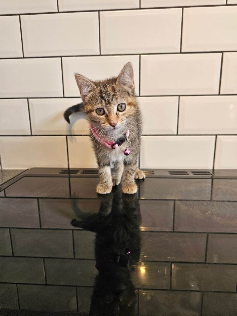 4 kittens ready to go