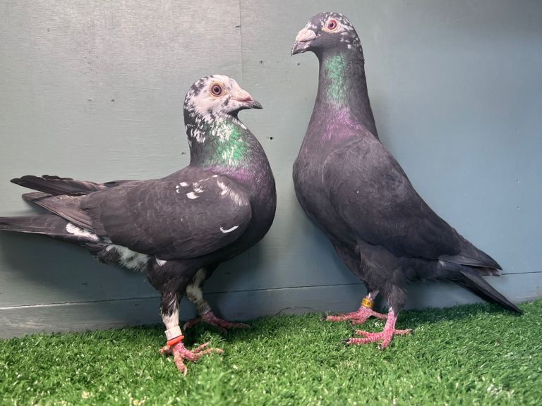 Colour Racing Pigeon 