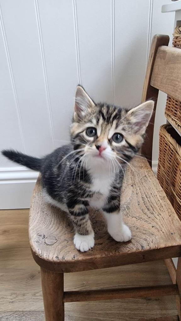 Not just any kitten - Affectionate Female "Long sock"