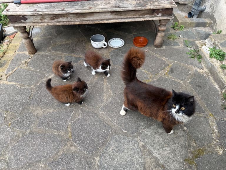 2 kitens to go 