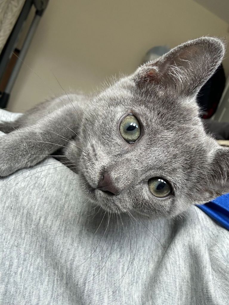 11 Week Old Pedigree Male Russian Blue Kitten For Sale/Rehoming 