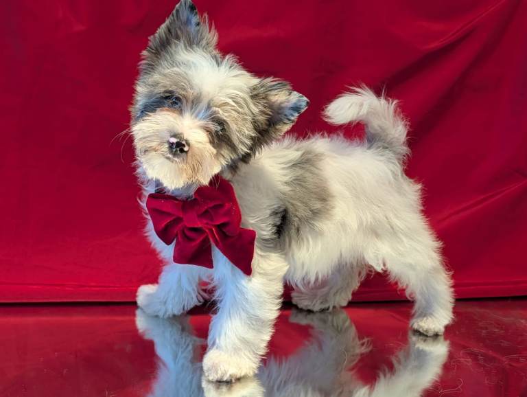 Yorkshire terrier pedigree puppy