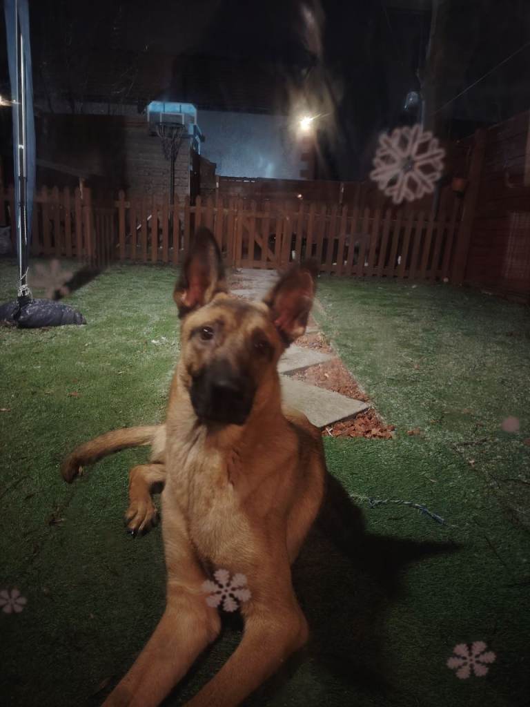 Malinious cross german Shepherd