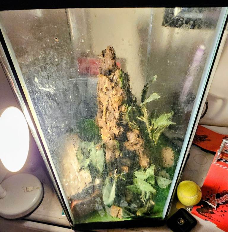 Reptile Terrarium with heat mat and all accessories