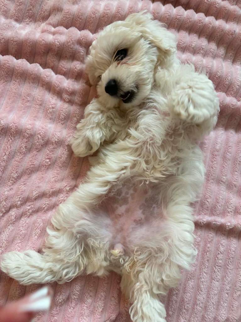Beautiful female Maltese puppy