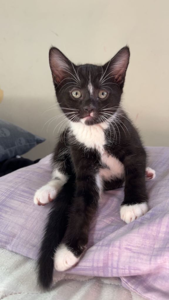 Kittens 