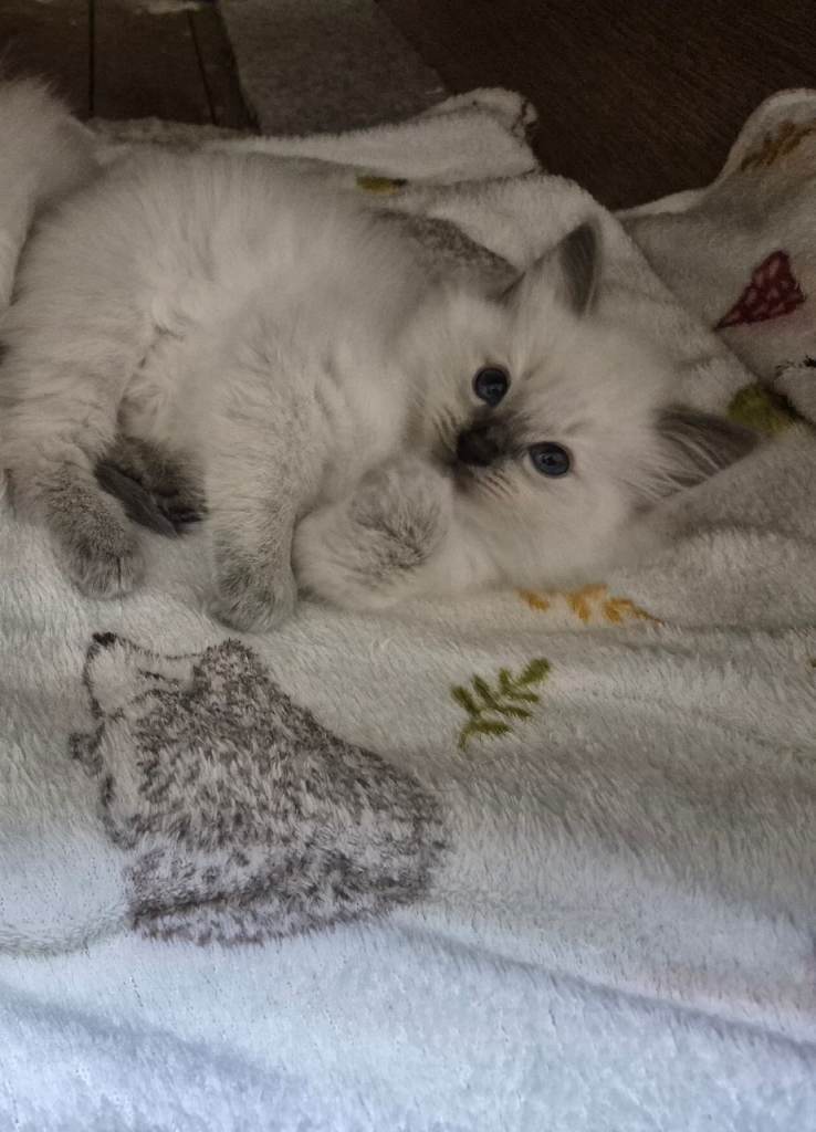 Pure ragdoll male kittens