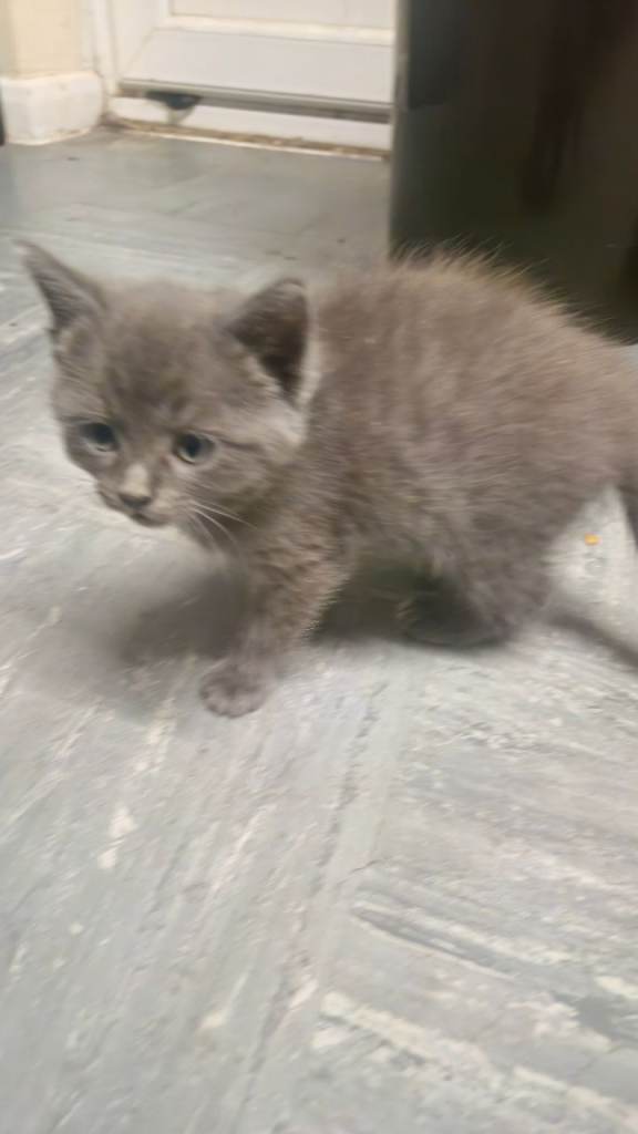 Ragdoll Cross Kittens – Ready Now (Born 3 June) 