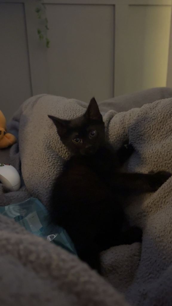 Kitten 
