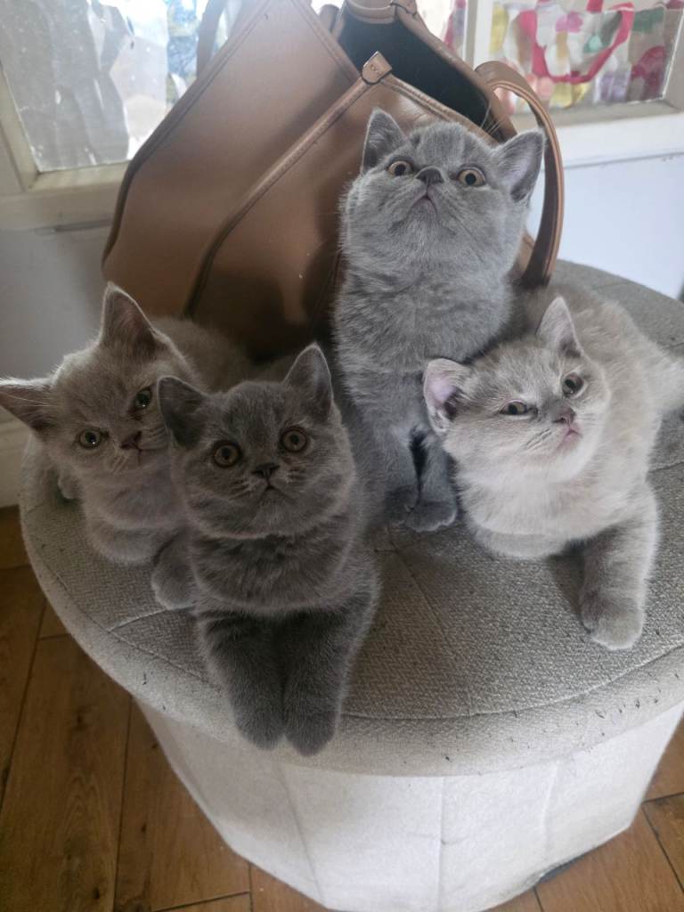 British short hair kittens