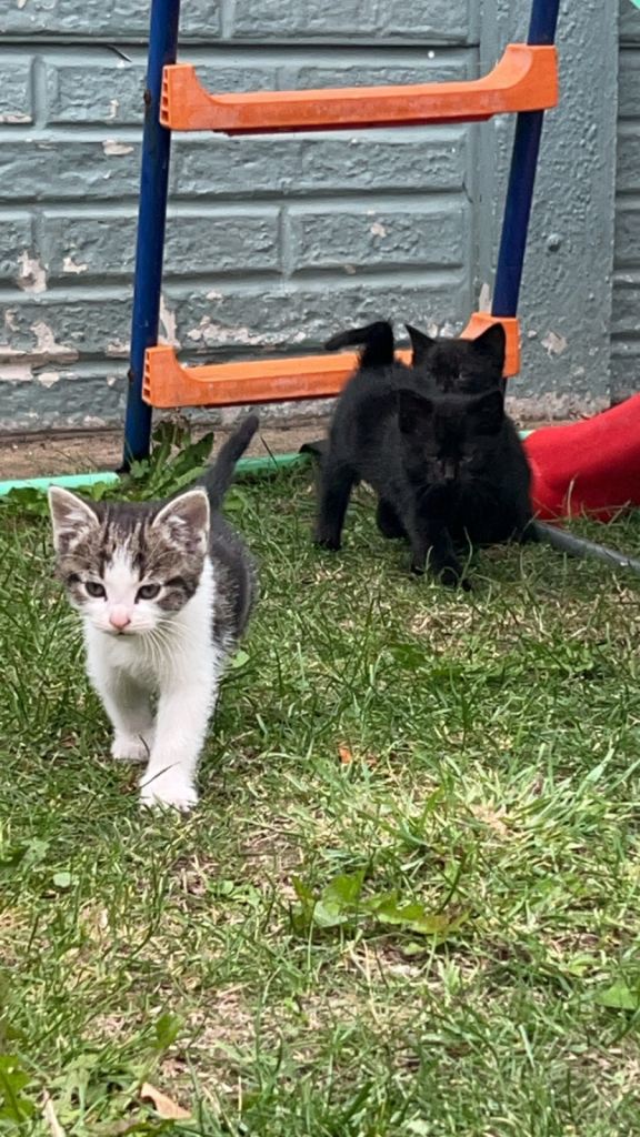 2 Beautiful Domestic Shorthair Kittens for Sale – Ready for Loving Homes