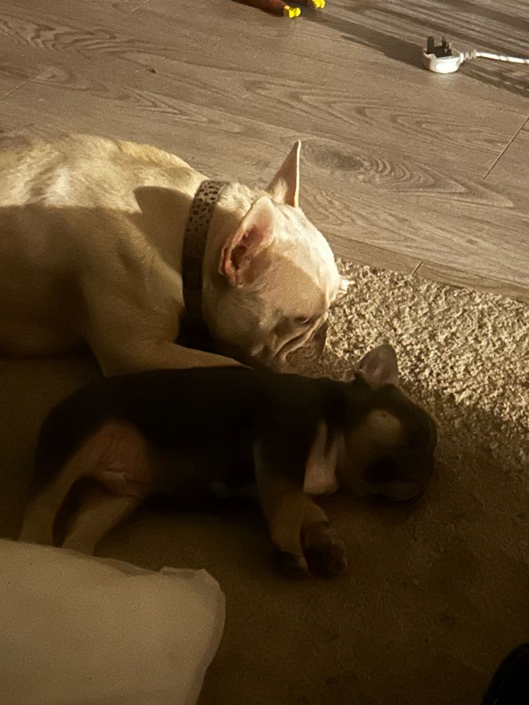 french bull dogs