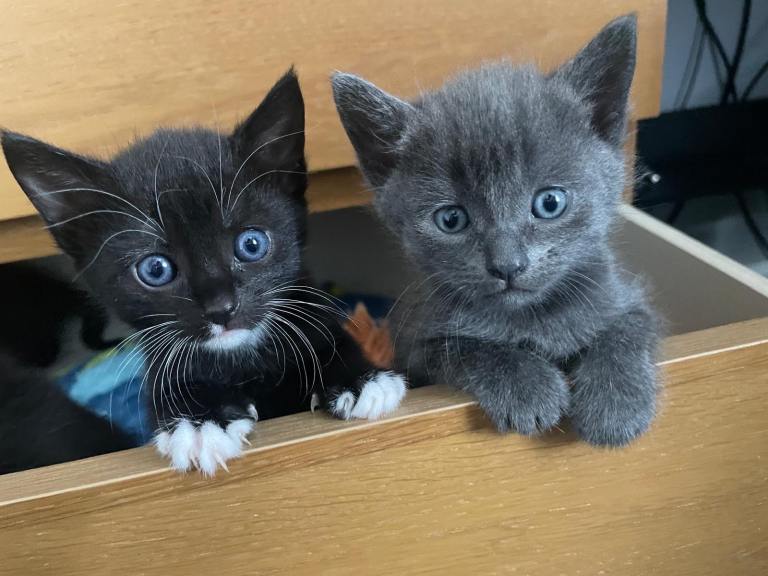 kittens
