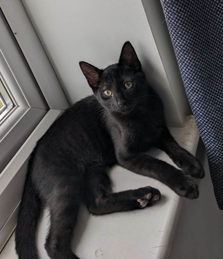 Older male kitten, possibly Bengal cross