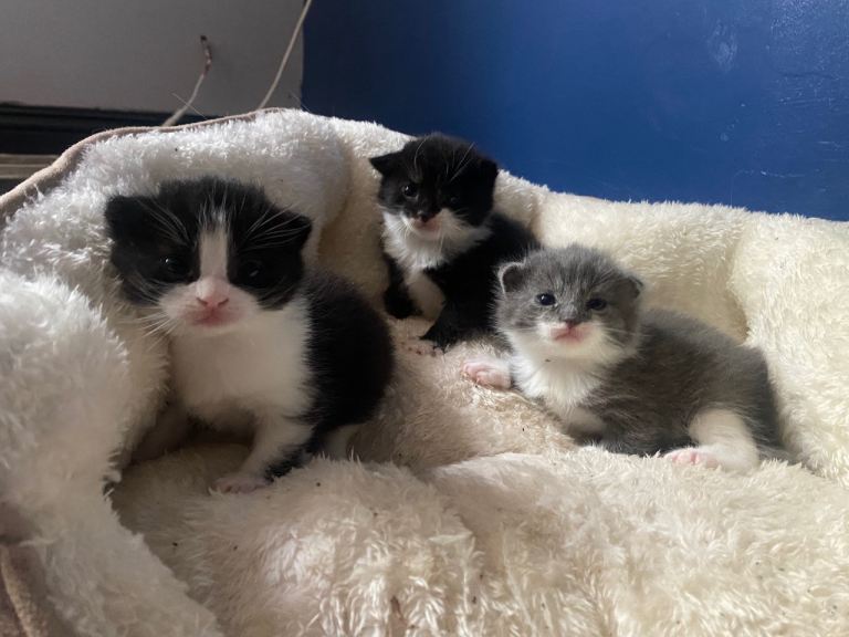 3 adorable male and female kittens. 
