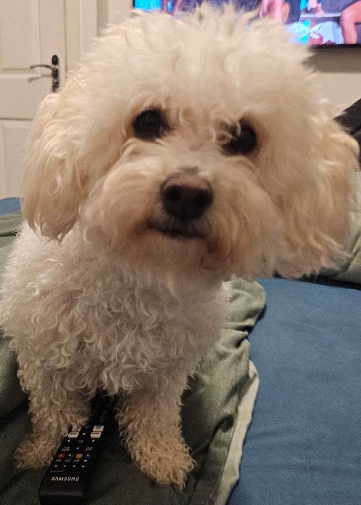 Bichon friese puppies for sale