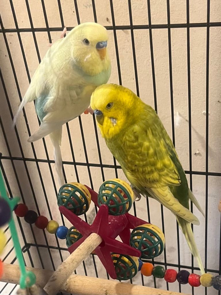 Budgies 3 males 1 female mature 
