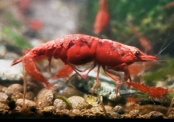 Cherry Shrimps Neocaridina x5 