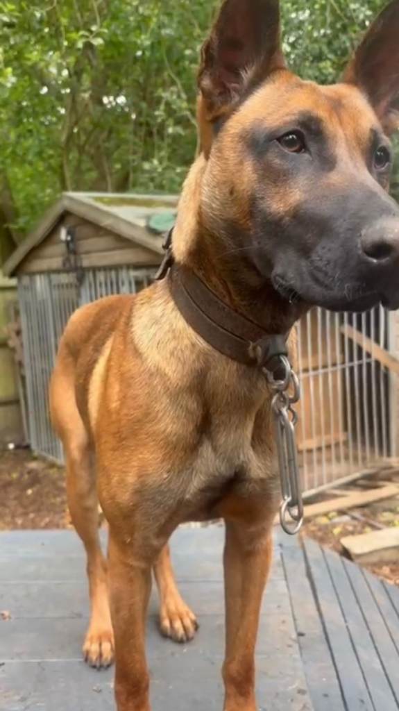 18 month belgian malinois looking for home