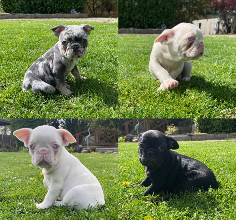 KC registered French Bulldog puppies