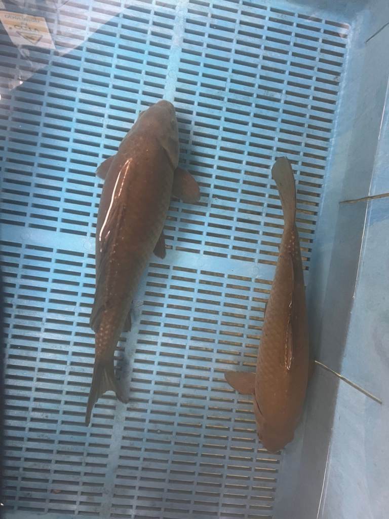 Japanese koi for Sale