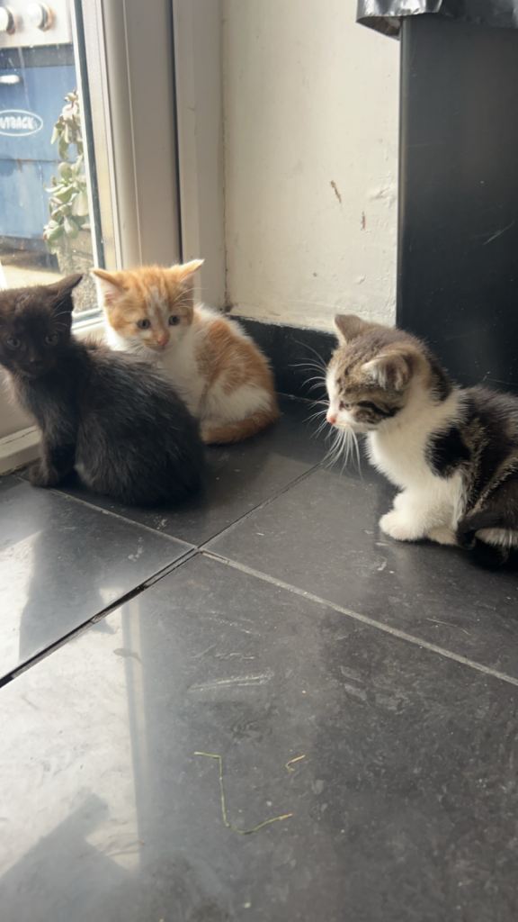 5 Beautiful Domestic Shorthair Kittens for Sale – Ready for Loving Homes