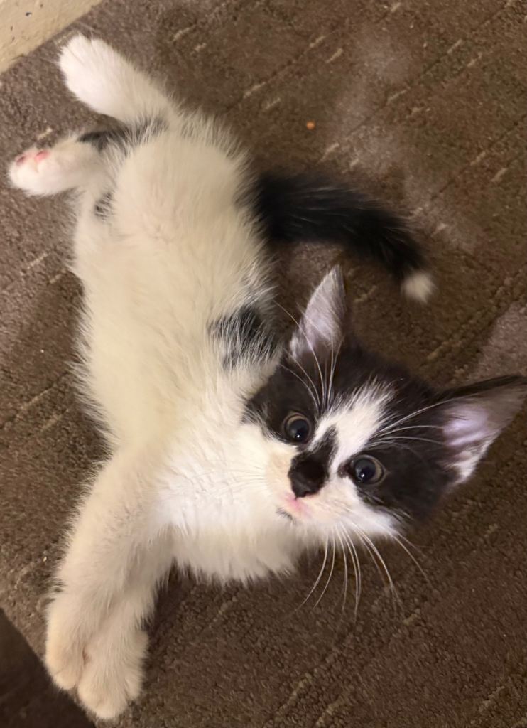 Norwegian forest cat x British shorthair kittens 8 weeks old 