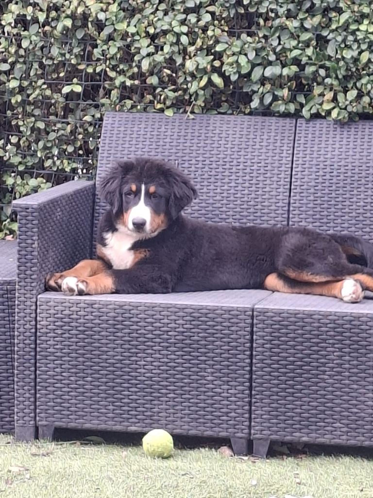  Bernese Mountain Dog Puppies - 2 puppies left
