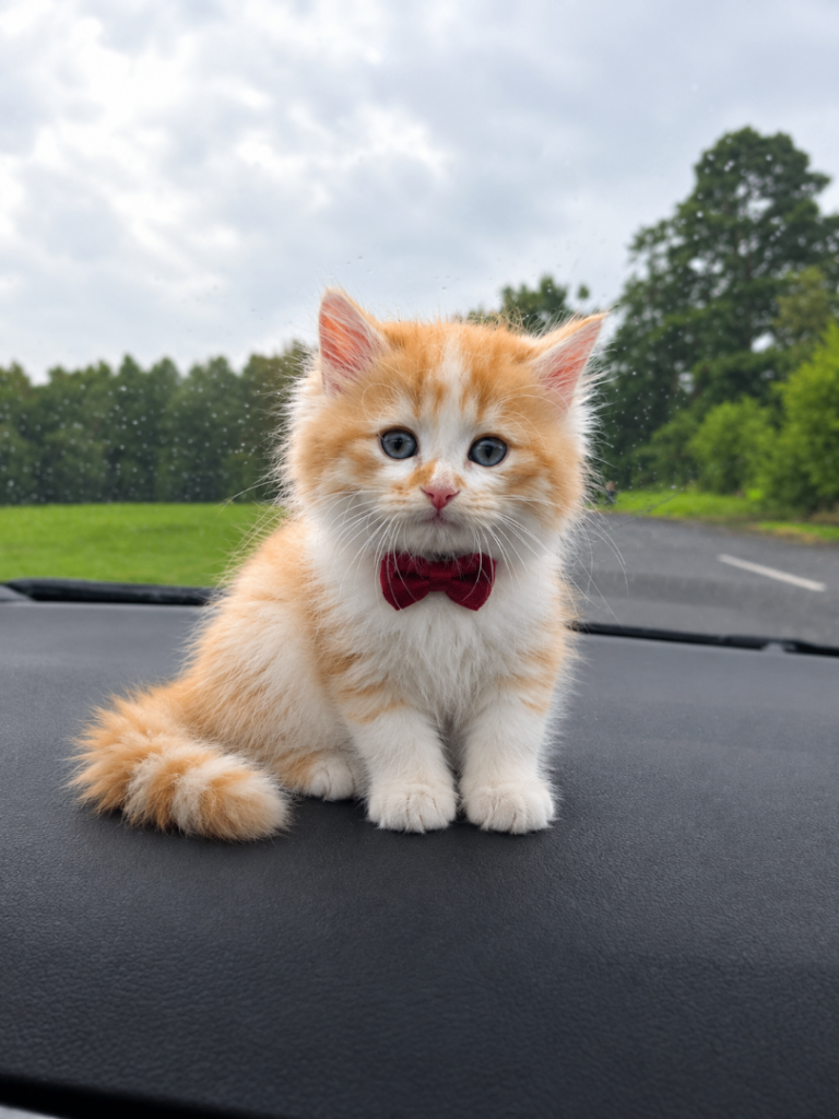 Scottish Straight Tabby 