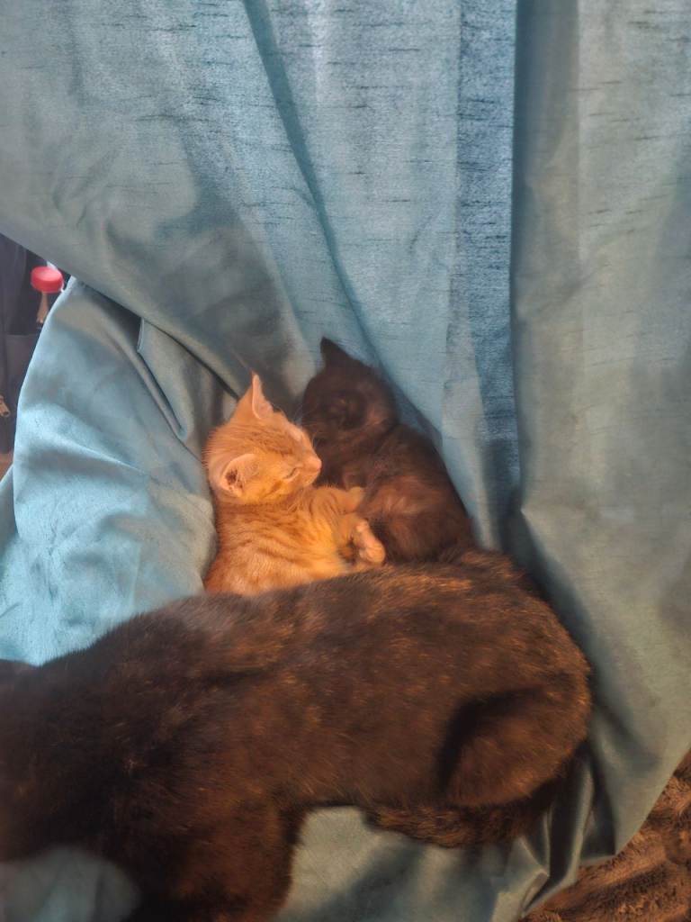 9 weeks old kittens 