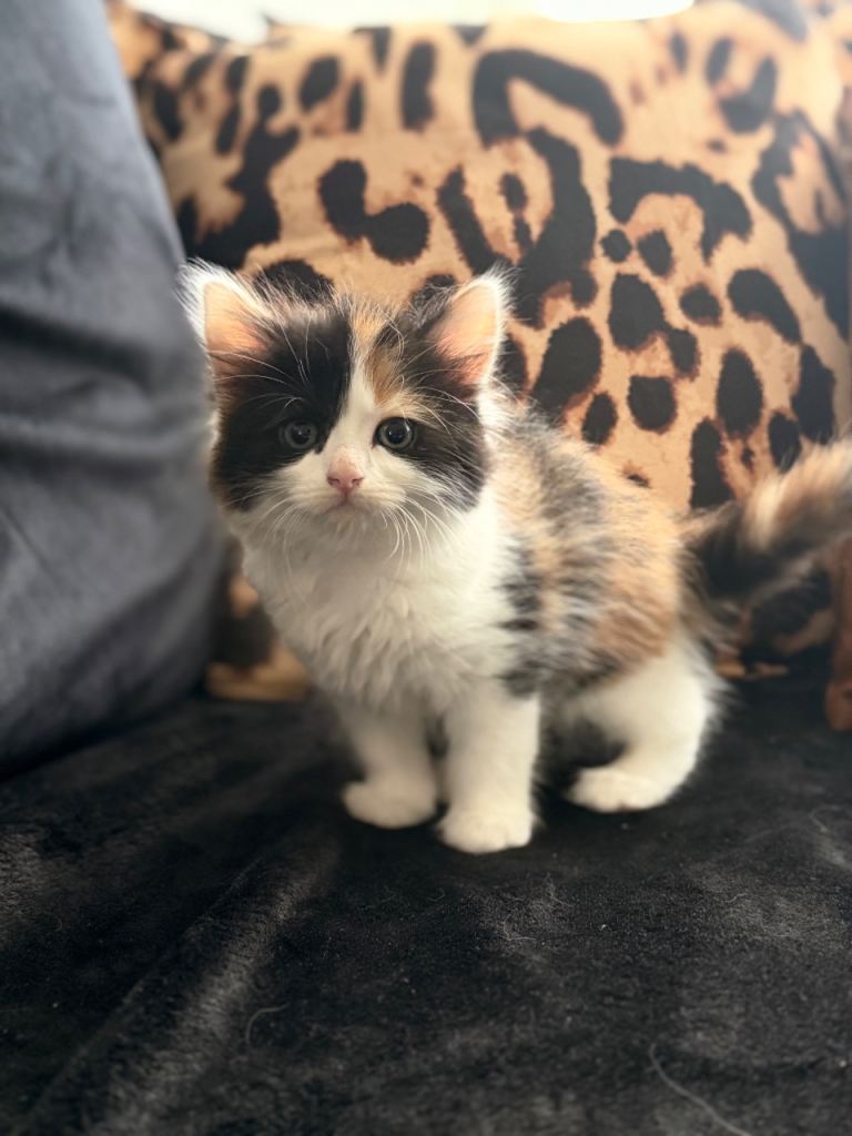 Ragdoll x kittens 