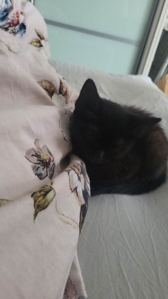 Adorable kitten