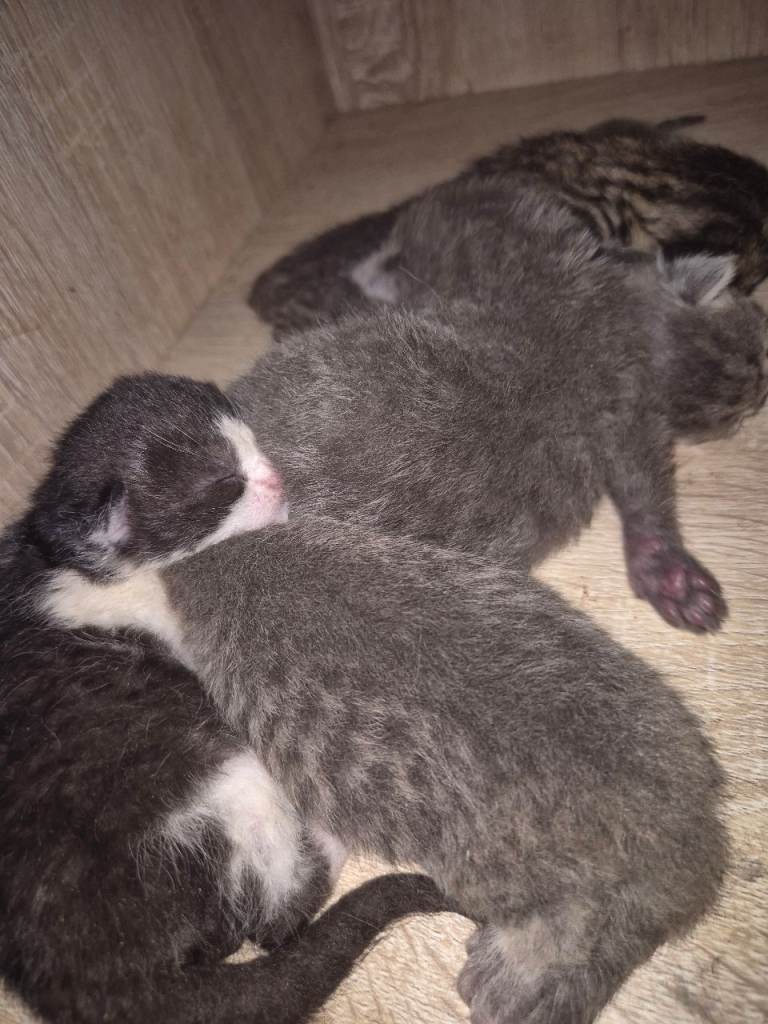 Kittens