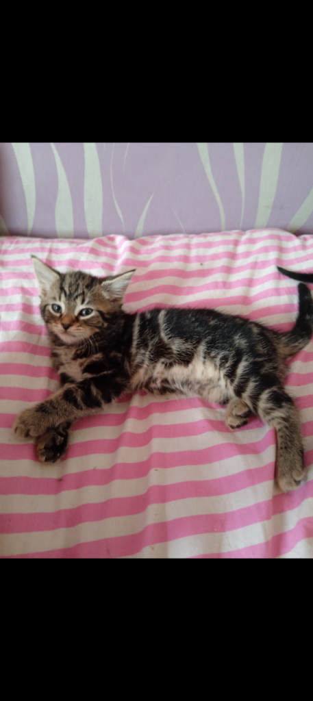 Kittens for sale 11 weeks on Saturday 